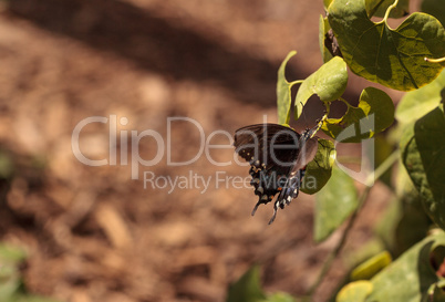 Pipevine swallowtail butterfly, Battus philenor