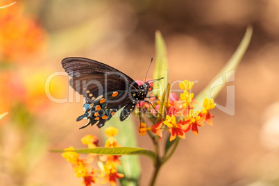 Pipevine swallowtail butterfly, Battus philenor