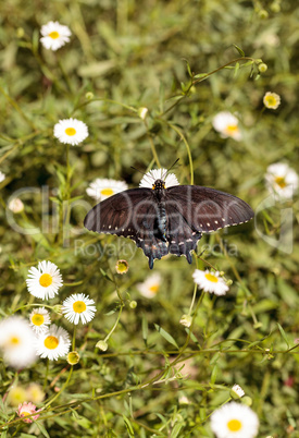 Pipevine swallowtail butterfly, Battus philenor