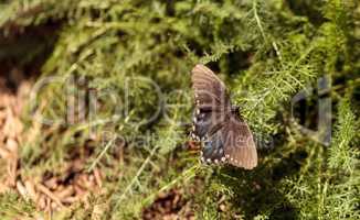 Pipevine swallowtail butterfly, Battus philenor