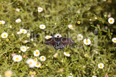 Pipevine swallowtail butterfly, Battus philenor