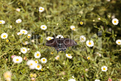 Pipevine swallowtail butterfly, Battus philenor