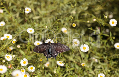 Pipevine swallowtail butterfly, Battus philenor