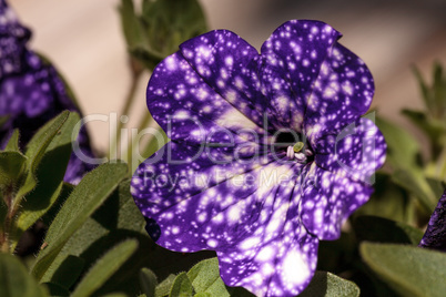 Purple night sky petunia flower