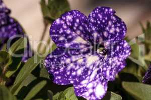 Purple night sky petunia flower