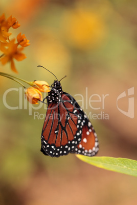 Queen butterfly, Danaus gilippus