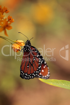 Queen butterfly, Danaus gilippus