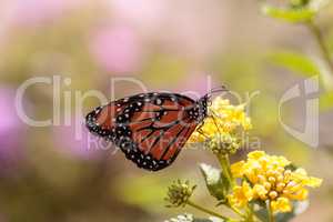 Queen butterfly, Danaus gilippus