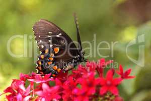 Spicebush swallowtail butterfly, Pterourus troilus