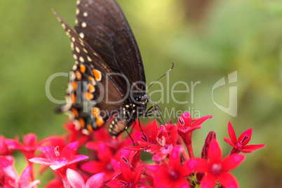 Spicebush swallowtail butterfly, Pterourus troilus