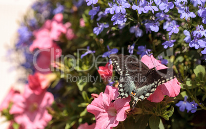 Spicebush swallowtail butterfly, Pterourus troilus