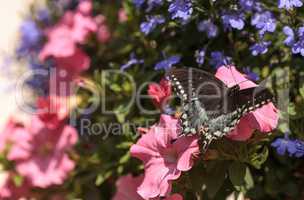 Spicebush swallowtail butterfly, Pterourus troilus