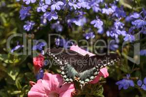 Spicebush swallowtail butterfly, Pterourus troilus