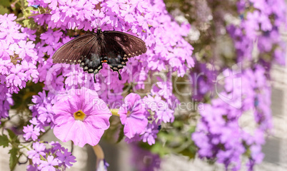 Spicebush swallowtail butterfly, Pterourus troilus