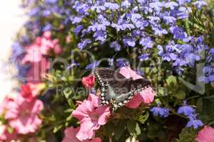 Spicebush swallowtail butterfly, Pterourus troilus