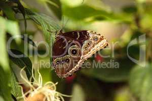 Common blue morpho butterfly, Morpho peleides