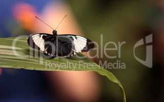 Cydno longwing butterfly, Heliconius cydno
