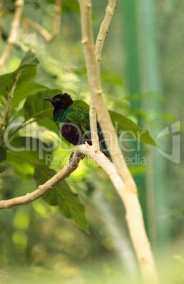 Emerald starling bird, Lamprotornis iris