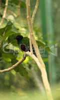 Emerald starling bird, Lamprotornis iris