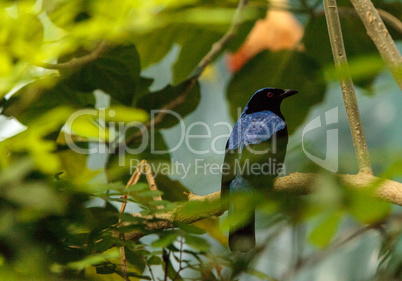 Asian Fairy bluebird, Irena puella