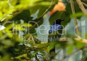 Asian Fairy bluebird, Irena puella