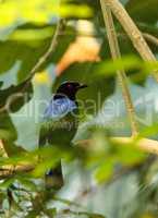 Asian Fairy bluebird, Irena puella