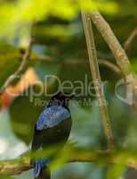 Asian Fairy bluebird, Irena puella