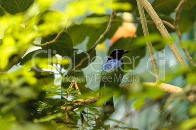 Asian Fairy bluebird, Irena puella