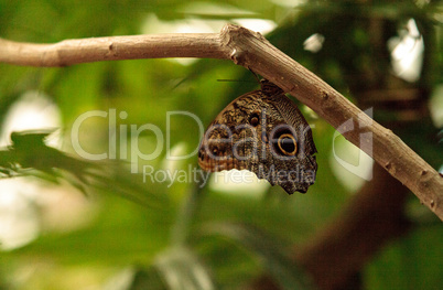 Giant owl butterfly, Caligo memnon