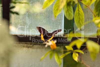 Golden birdwing butterfly, Troides aeacus