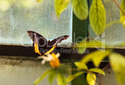 Golden birdwing butterfly, Troides aeacus