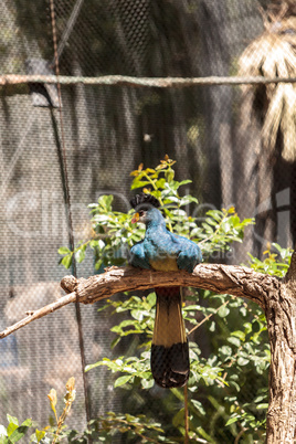 Great blue turaco bird, Corythaeola cristata