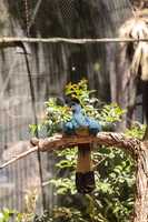 Great blue turaco bird, Corythaeola cristata