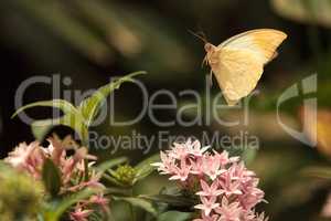 Great orange tip butterfly, Hebomoia glaucippe