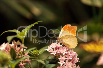 Great orange tip butterfly, Hebomoia glaucippe