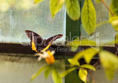 Golden birdwing butterfly, Troides aeacus