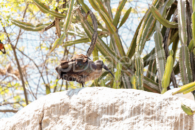 Hadada ibis called Bostrychia hagedash