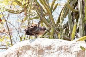 Hadada ibis called Bostrychia hagedash