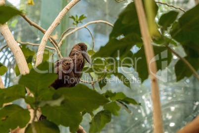 Hamerkop bird, Scopus umbretta