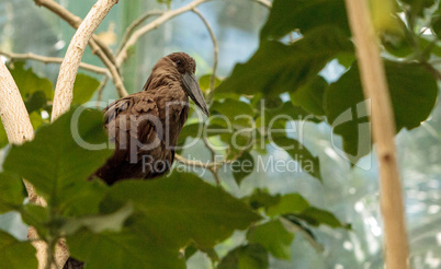 Hamerkop bird, Scopus umbretta