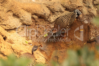 Kori bustard bird, Ardeotis kori