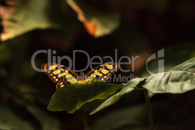 Malachite butterfly, Siproeta stelenes