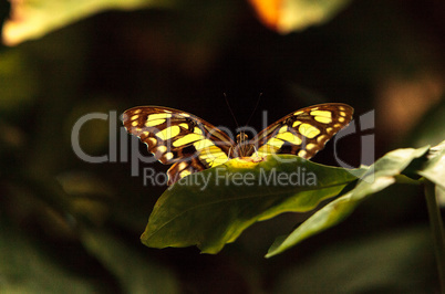 Malachite butterfly, Siproeta stelenes