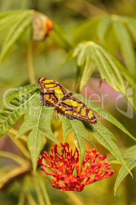 Malachite butterfly, Siproeta stelenes