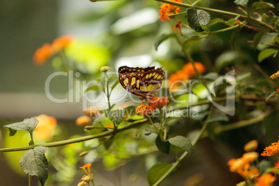 Malachite butterfly, Siproeta stelenes