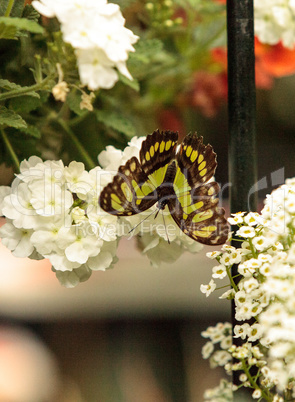 Malachite butterfly, Siproeta stelenes