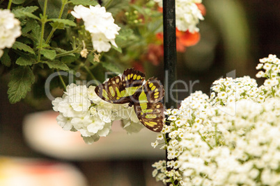 Malachite butterfly, Siproeta stelenes