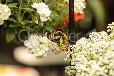 Malachite butterfly, Siproeta stelenes