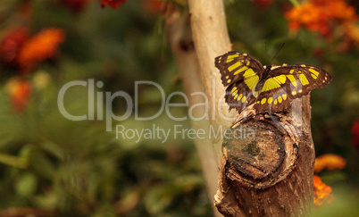 Malachite butterfly, Siproeta stelenes