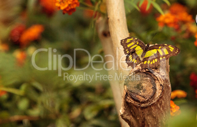 Malachite butterfly, Siproeta stelenes